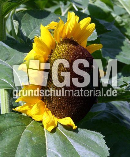 Sonnenblume-103.jpg